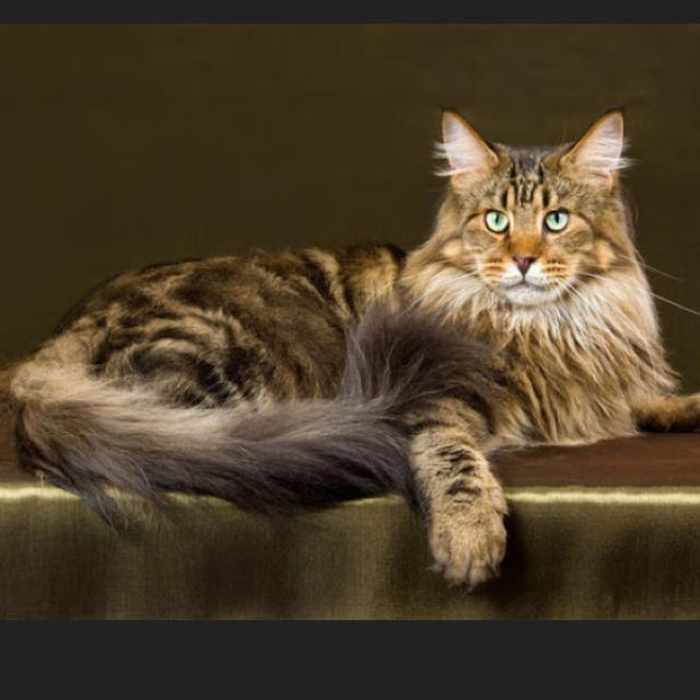 [dernier] chat croisé maine coon sacre de birmanie 109684 Jpdiamukpict2blk